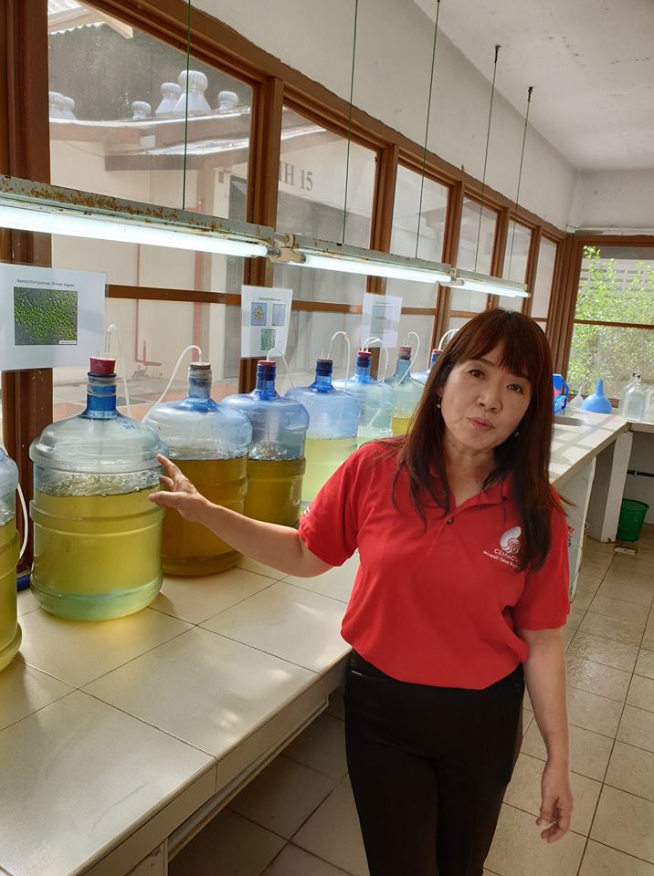 Prof. Aileen showing the phyto-plankton cultures used to feed the oysters. The oysters culture work has resulted in helping to increase the income of farming communities around the coastal region. Apparently, Penang is the largest oyster producing state in Malaysia.