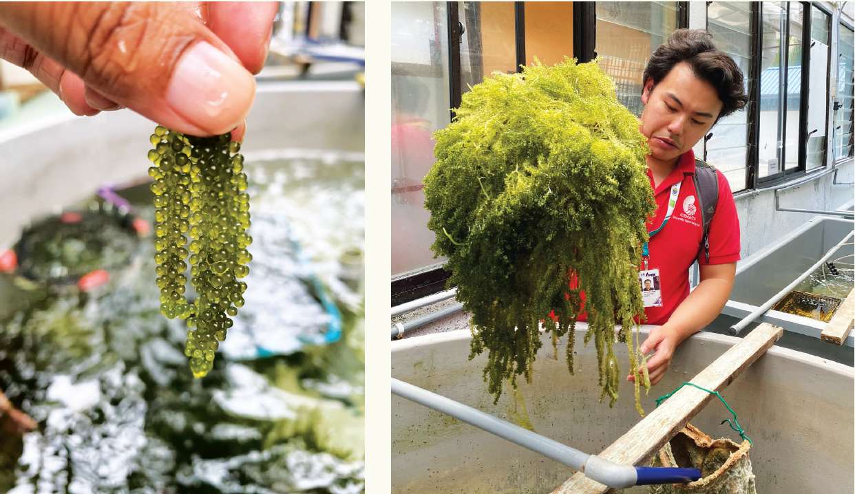 Freshly grown and cultured seagrapes, Caulerpa lentillifera, at CEMACS that can potentially be a healthy and sustainable seafood source. Photo by: CEMACS
