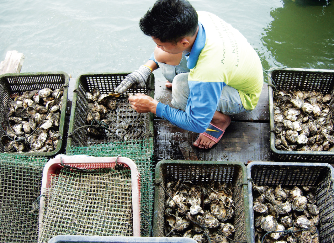 Culturing species at the lower trophic level as sustainable aquaculture; eg. molluscs, echinoderm or macroalgal. Photo by: CEMACS